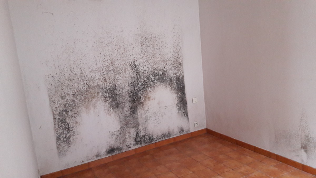 Moisissures - Expertise humidité à Villeurbanne